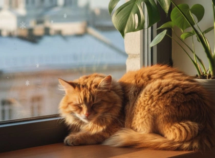 Котів — не ображати, павуків — не чіпати: як провести 28 січня за давніми традиціями