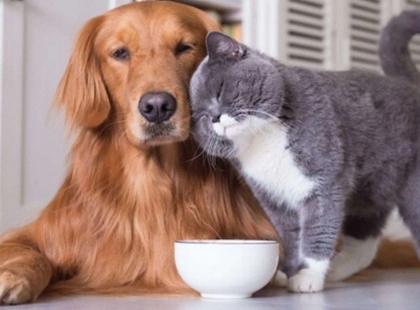 У Києві оновили pet-friendly мапу: де найбільше майданчиків для собак і кав’ярень, куди пускають з хвостатими