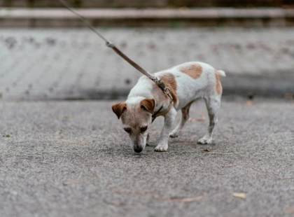 Pet-friendly Київ: інтерактивна мапа допоможе знайти майданчики, ветеринарів і кав’ярні