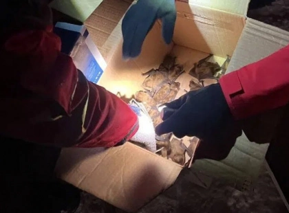 Кажани опинилися в небезпеці: сильні морози вигнали їх із зимового дупла в Ірпені