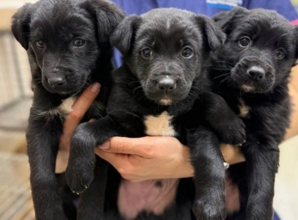 У Києві відзначають ювілей UAnimals: від боротьби з цирками до порятунку тварин під час війни
