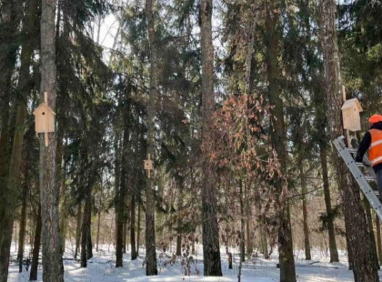 Пташине новосілля у столиці: у київських лісах розвісили понад 150 нових «еко-будиночків»