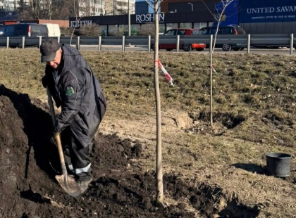 Велику Кільцеву дорогу в Києві озеленюють: висаджують клени та липи