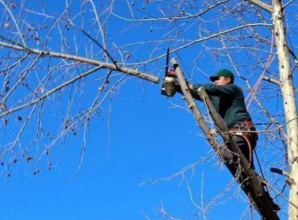 1 млн гривень за 64 дерева: під Києвом оголосили тендер на обрізку сухостою
