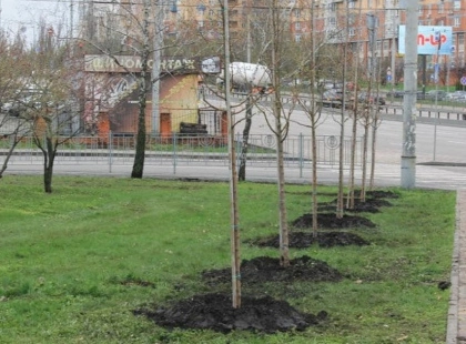 У Києві стартує масштабний благоустрій: роботи охоплять понад 120 парків і скверів