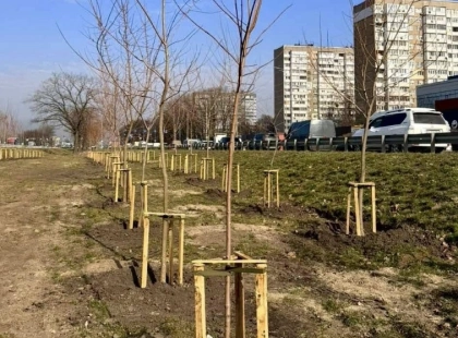 У Голосіївському районі висадили понад сотню молодих кленів у рамках весняної кампанії
