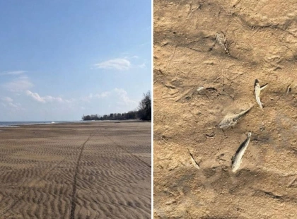 Київське море обміліло: вода відійшла на десятки метрів, зафіксовано мор риби