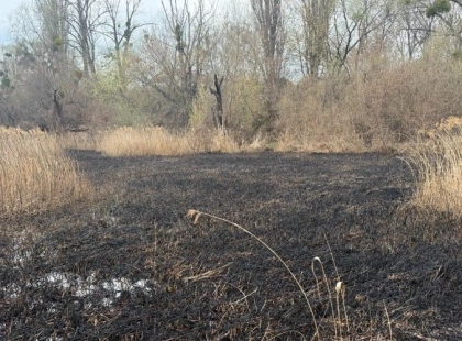Екологічний скандал у Києві: активісти говорять про цілеспрямовані підпали на ставках