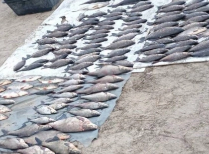 Браконьєри на Канівському водосховищі завдали збитків на понад 200 тис. грн