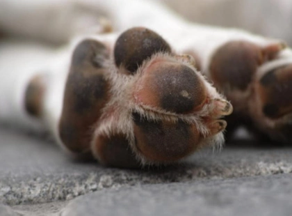 Київський догхантер Святогор закликав до «зачистки» безпритульних тварин після інциденту у мережі «Фора»