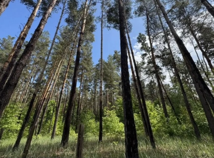 На Київщині суд повернув державі 5 гектарів лісу вартістю 10 млн грн