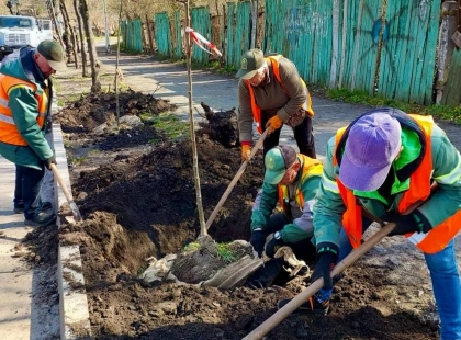 У Солом’янському районі висадили майже 60 лип: як змінюється зелена карта Києва