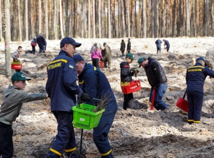 Після розмінування — новий ліс: на Київщині висадили дерева у Бородянській громаді