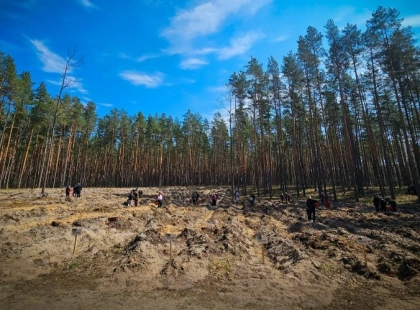 Київщина після війни: на розмінованих землях висадили новий ліс