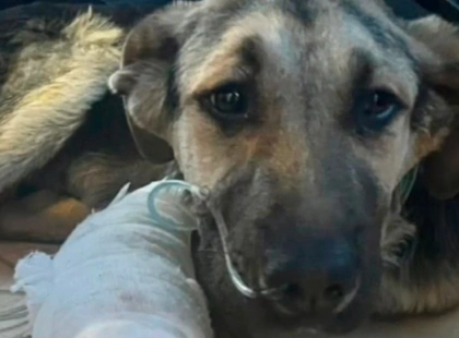 Під Києвом водій збив собаку біля Жулян і втік: тварина вижила та потребує допомоги