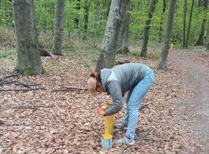 У Києві оновлюють екостежку в Голосіївському лісі: маршрут через 4 типи лісу