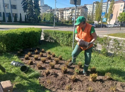 У Дніпровському районі Києва висаджують квітники «нової хвилі»