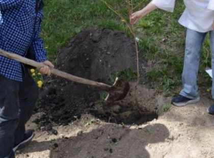 У Голосіївському районі Києва висадили сакури в пам’ять про загиблих під час теракту 18 квітня