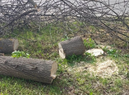 На Фастівщині виявили незаконну вирубку дерев: працювали без жодних дозволів