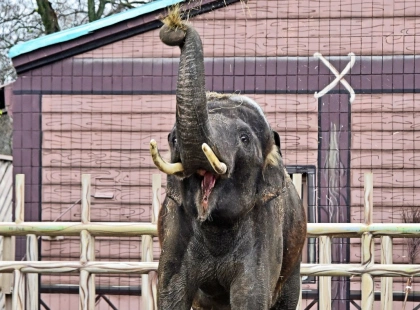 Один день слона Хораса: Kyiv Zoo показав розпорядок життя улюбленця киян