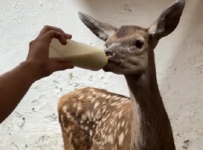 У Києві врятована після обстрілу козуля проходить реабілітацію під наглядом зоозахисників