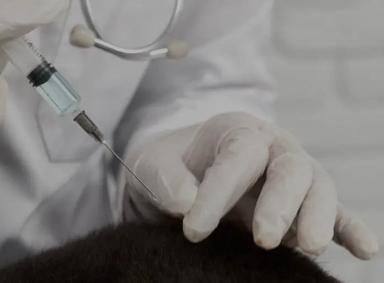 Під Києвом виявили сказ у домашнього кота: мешканців Чабанів закликають вакцинувати тварин