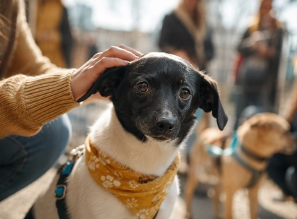 На ВДНГ пройде фестиваль AdoptMe Days: шукатимуть родини для собак
