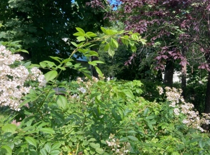 Погода у Києві 22–28 червня: спека до +31°C, синоптики прогнозують короткі дощі