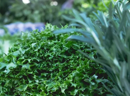 У Києві цього тижня пройдуть продуктові ярмарки: повний перелік локацій у районах