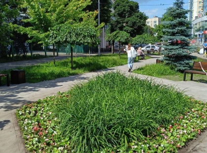 У Києві на Солом’янці завершили озеленення скверу в Політехнічному провулку: що зробили комунальники