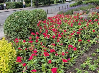 У сквері ім. Котляревського в Києві висадять 5000 квітів: що зміниться після оновлення
