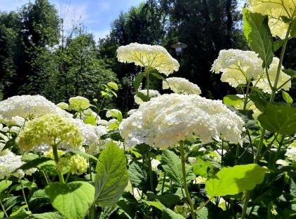 Погода у Києві 26 червня: до +25°C та без опадів