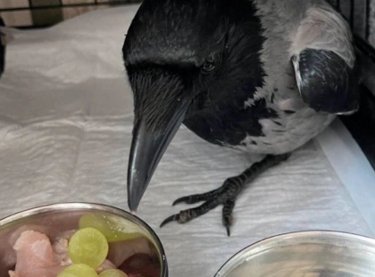 Київські рятувальники тварин шукають домівки для врятованих птахів — як допомогти перетримкою