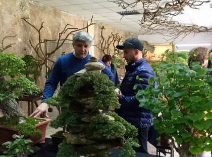 Українська школа бонсай відкривається у Києві: як записатися на курс і скільки коштує навчання