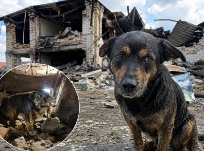 На Київщині пес Йося вижив після обстрілу та пожежі у Вишневому: зворушлива історія порятунку