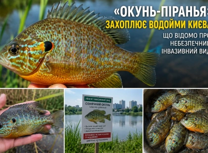 «Окунь-піранья» з’явився у водоймах Києва: чим небезпечний сонячний окунь