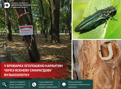 У Броварах оголосили карантин через смертельно небезпечного шкідника дерев