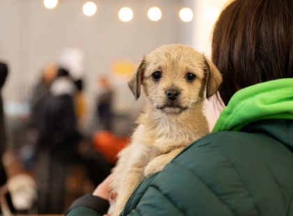 AdoptMe Days у Києві: на ВДНГ 700 котів і собак шукатимуть нові родини
