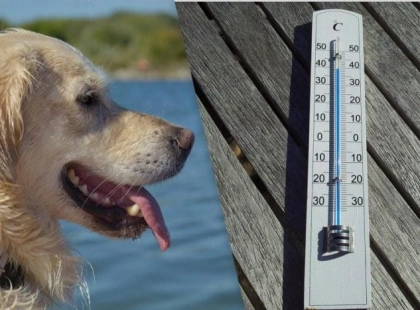Погода у Києві на 19 липня: спека до +30°C, але без опадів