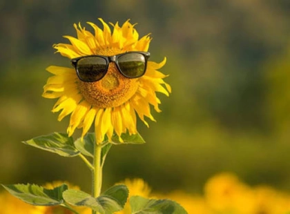 Погода у Києві на 22 липня: до +24°C, хмарно та без опадів