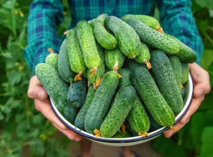 Продуктові ярмарки у Києві 21 липня: де сьогодні купити фермерські продукти