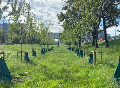 У Києві встановили понад 6 тисяч систем повільного поливу дерев