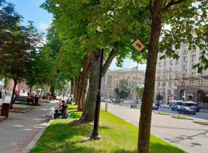 Київські каштани захищають від молі: у місті встановили феромонні пастки