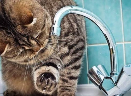 У Києві вода може подорожчати більш ніж удвічі: який тариф прогнозують