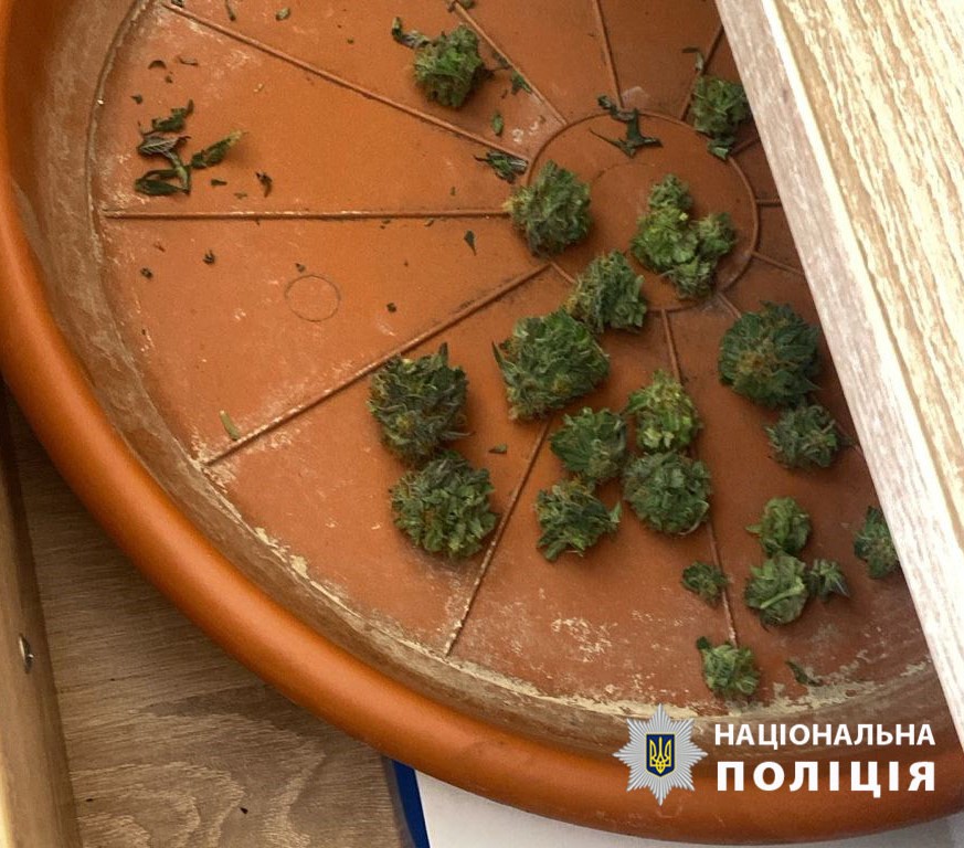У Києві затримали наркоаграрія: теплиця з коноплями в квартирі - 4
