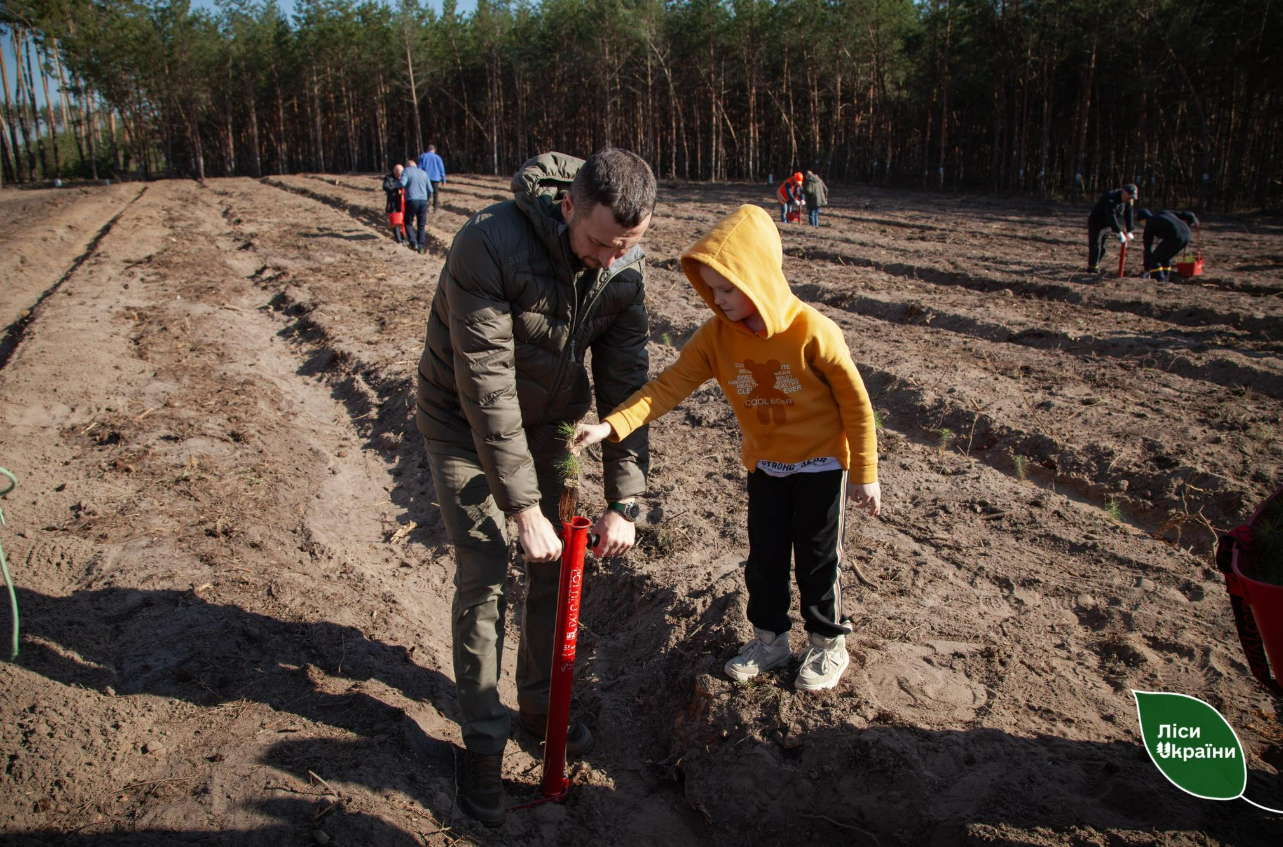 На Київщині відновили ліс після буревію: висаджено тисячі нових дерев - 1