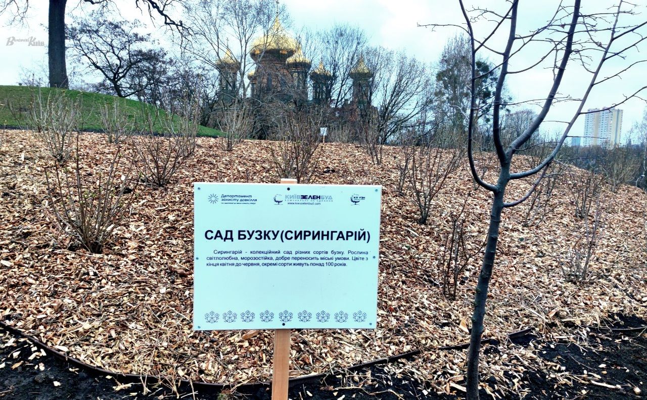 У Києві висадили сирингарій на Мостицькому масиві: бузковий сад для Подолу - 1