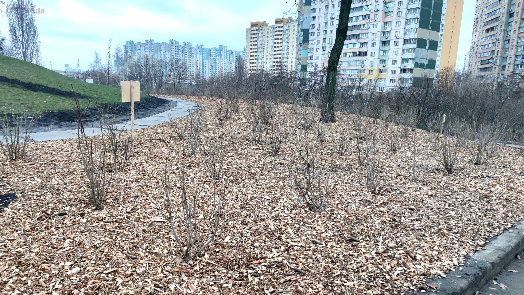У Києві висадили сирингарій на Мостицькому масиві: бузковий сад для Подолу - 2