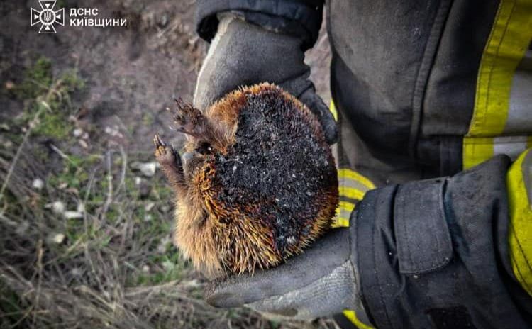 В Київській області рятувальники врятували їжачка з полум'я - 1