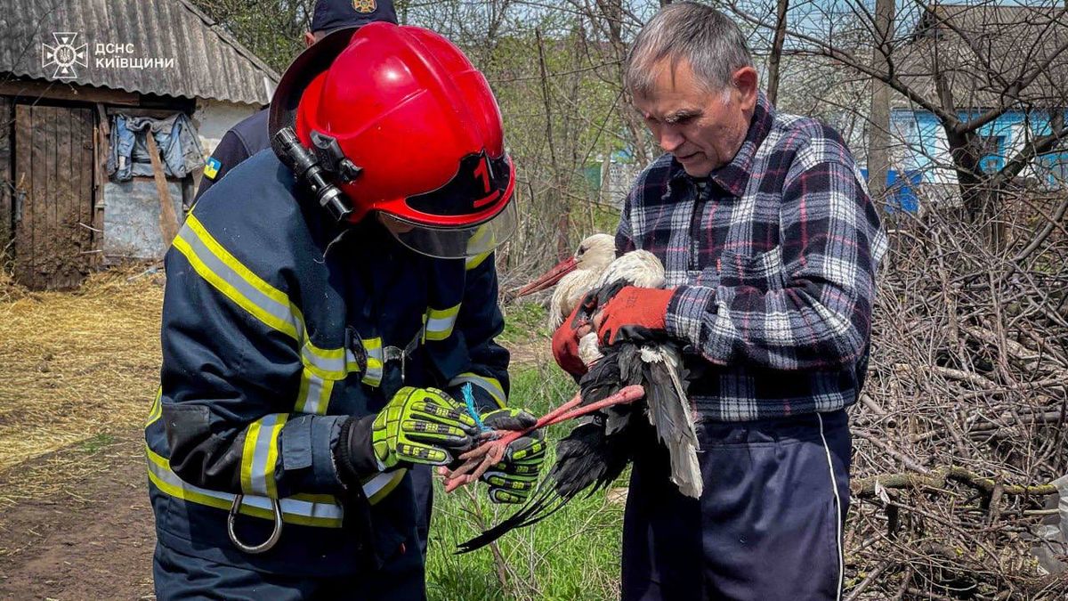 Лелека у пастці: як рятувальники Київщини врятували птаха - 3